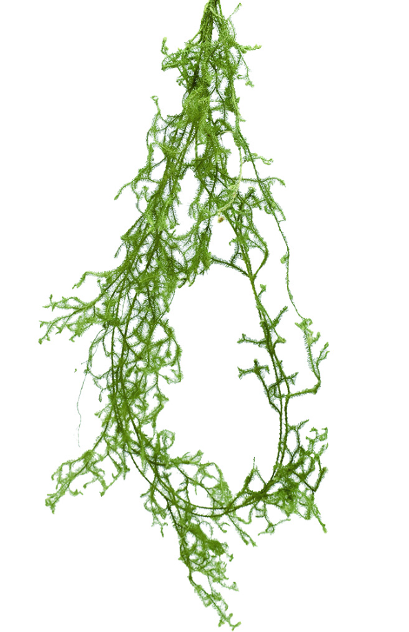 ひかげかずら　17381