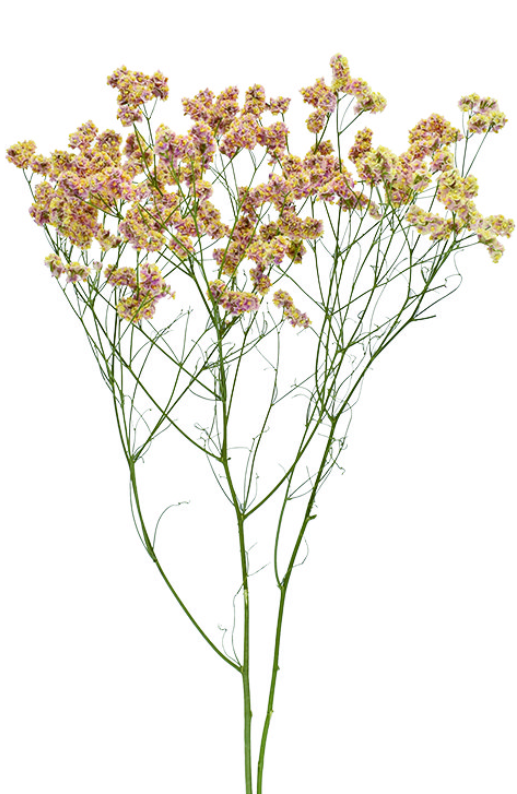 ハイブリッドスターチス・陽春　17384