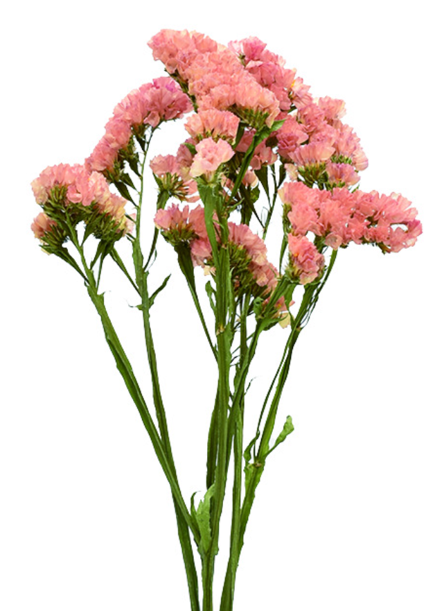 スターチス・オレンジライン 17392 ドライフラワー卸売り販売の