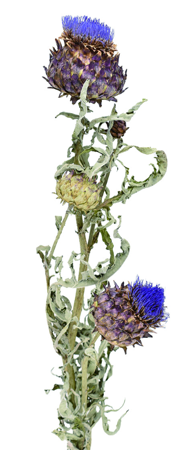 アーティーチョーク・カルドン　ナチュラル　17396