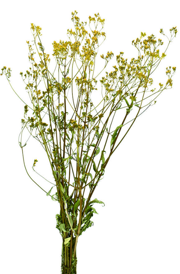 オミナエシ　ナチュラル　17397