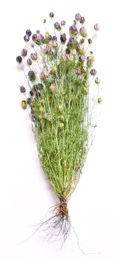 ニゲラオブジェ　根っこ付き　ナチュラル　17399