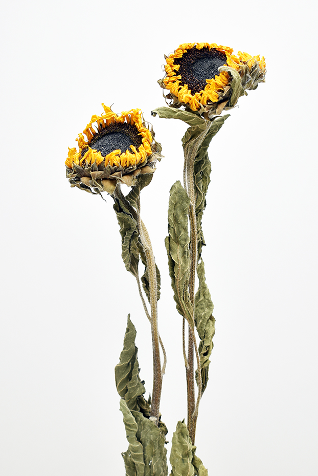 サンフラワー　ナチュラルイエロー　17407