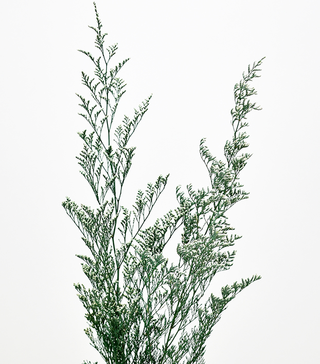 ミスティ　グリーン　17414