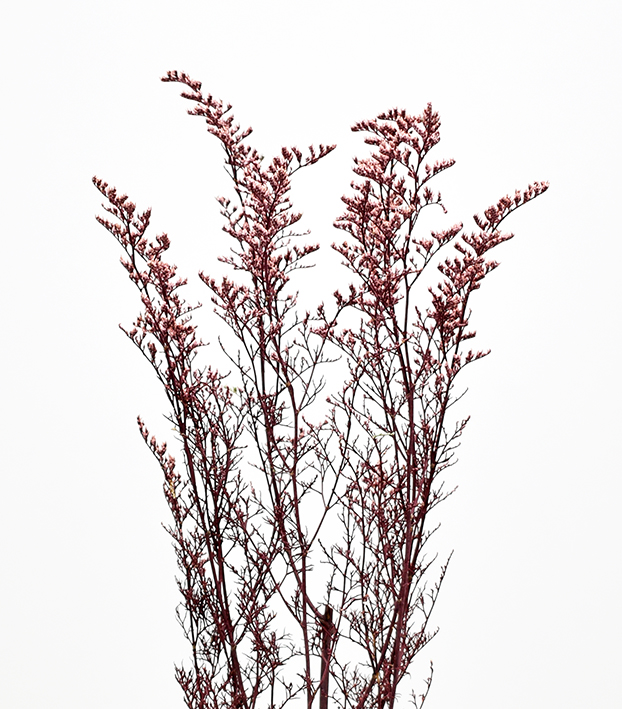 ミスティ　バーガンディ　17415