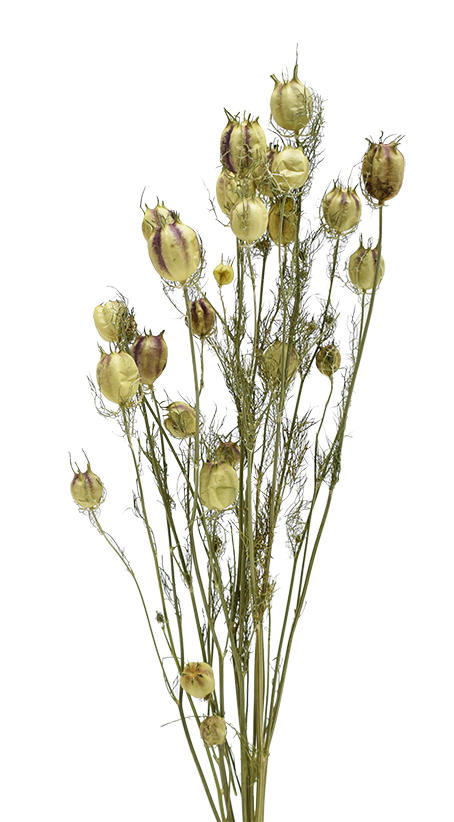 ニゲラUS　ナチュラル　17416