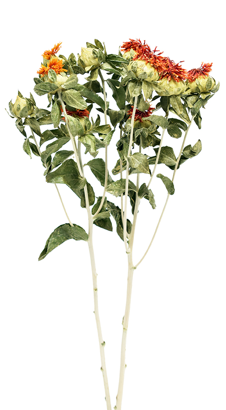 紅花US　ナチュラル　17420