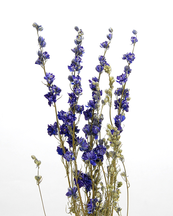 デルフィニューム・ナチュラルブルー　17503