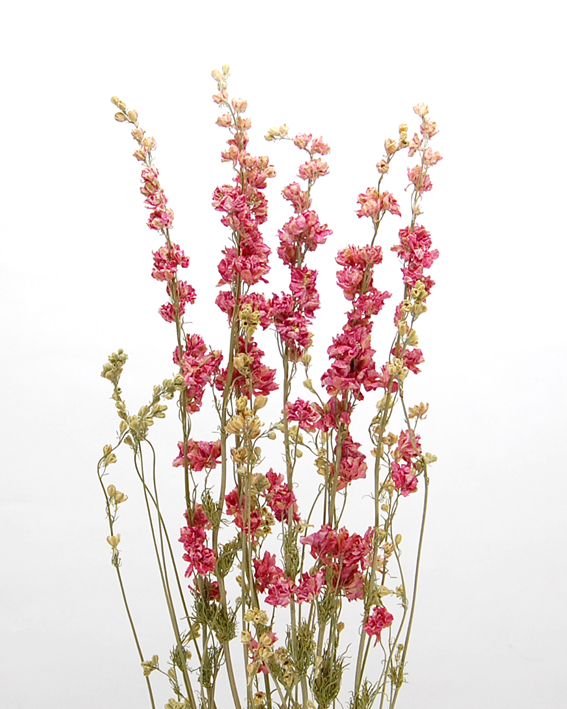 デルフィニューム・ナチュラルピンク　17504