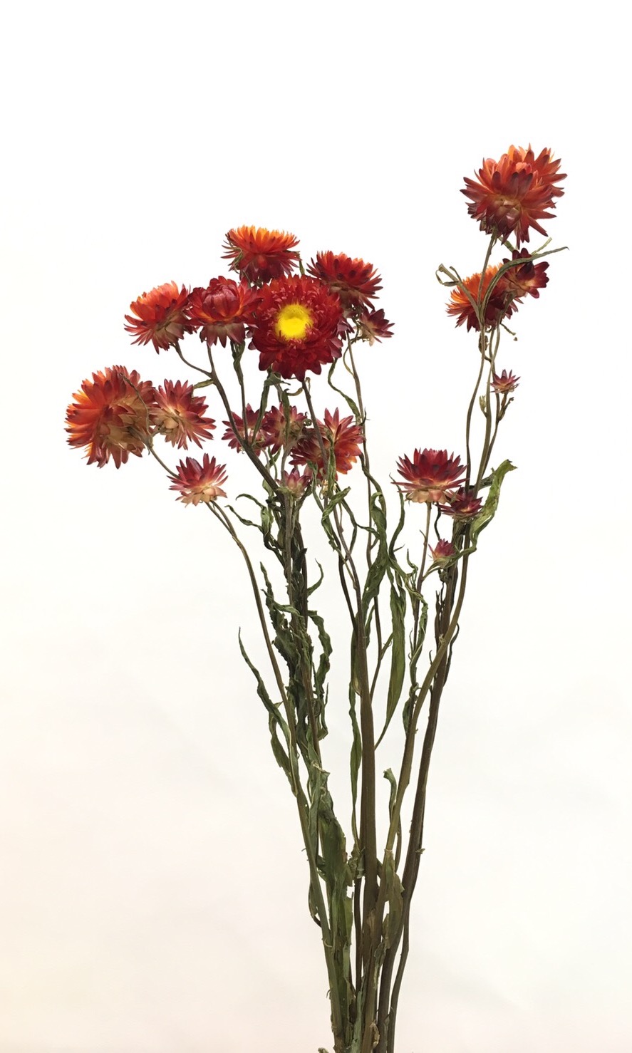 ヘリクリサム・N/レッド