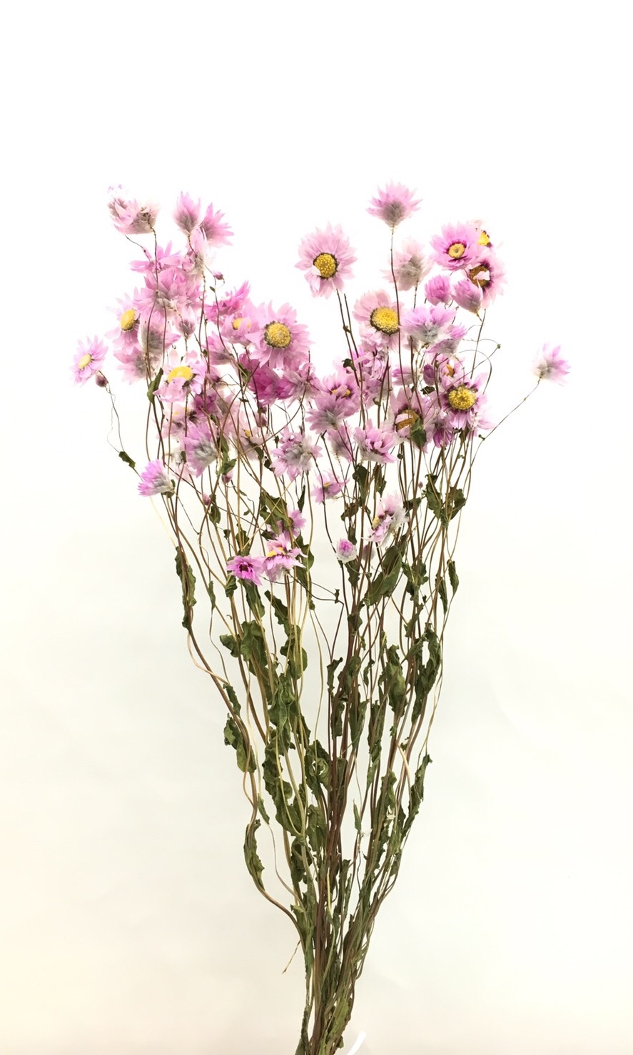 ローダンセ　ナチュラルピンク