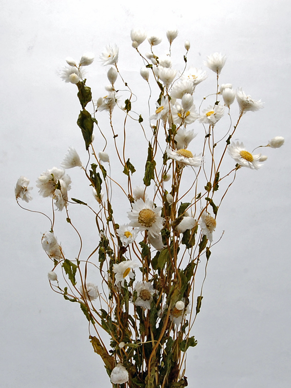 ローダンセ　ナチュラルホワイト