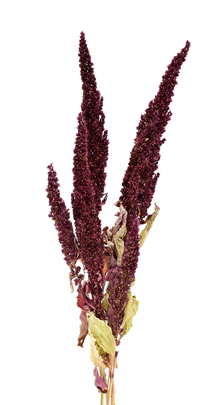 アマランサスHL　N.レッド　17531