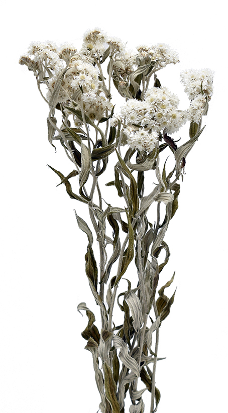 アナハリスHL　N.ホワイト　17534