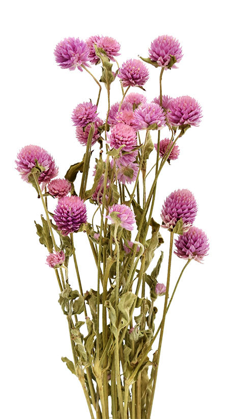 センニチコウHL・ショートステム　N.ライラック　17538