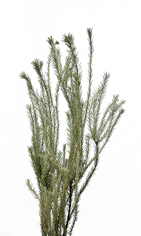 エリシフォリア　ナチュラル　17600