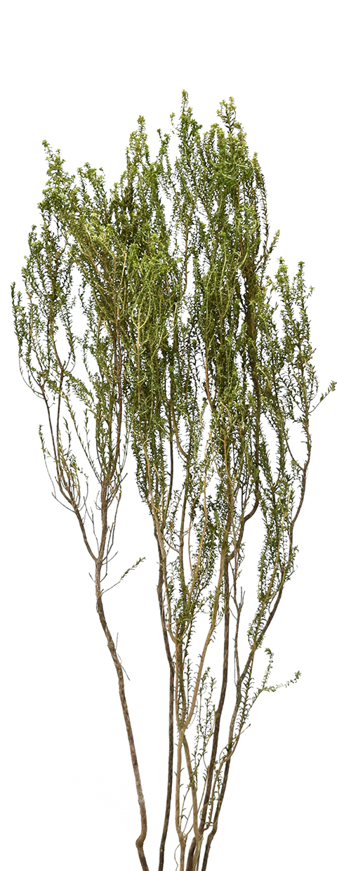 アガソスマ　ナチュラル　17601