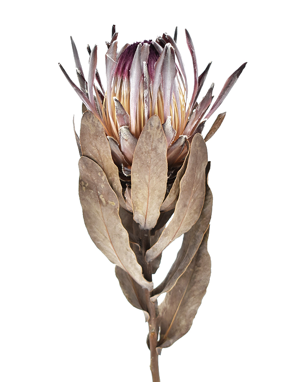 ドライフラワー❇️プロテア シャロン❣️ プロテア・シャロン ナチュラル ドライフラワー卸売り販売のミルキーウェイ