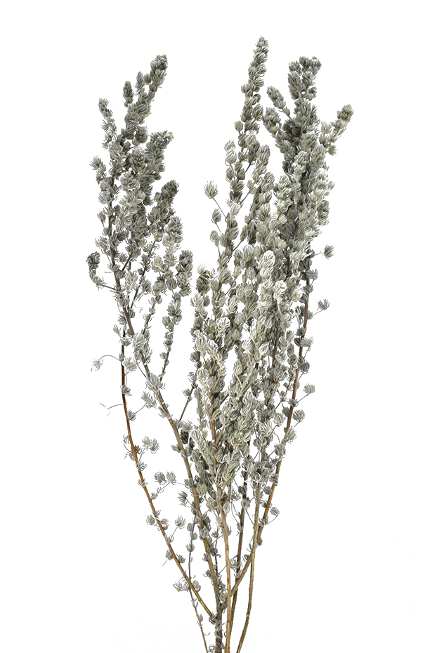 アルテミシア　ナチュラルグレイ