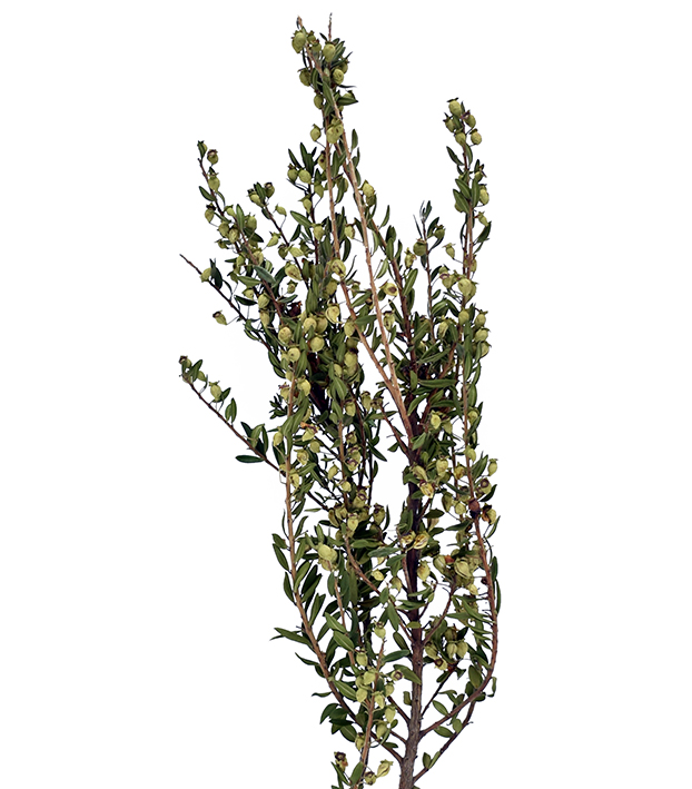 ミルタスベリー　ナチュラル