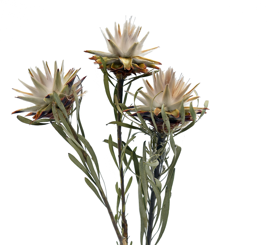 ブルモーサム・シングルヘッド　ナチュラル　17614