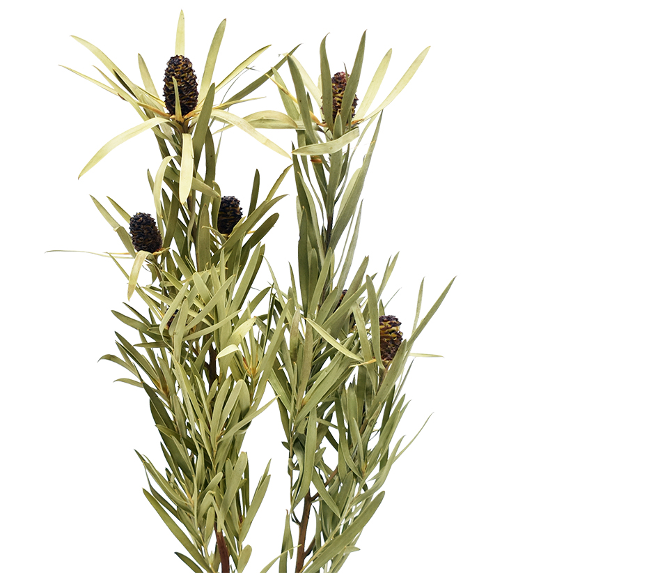 LDレッドタグ　ナチュラル　17616