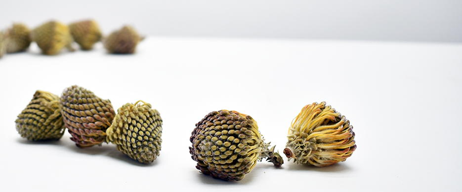 ピンクッション・スプラウト　ナチュラル　17618