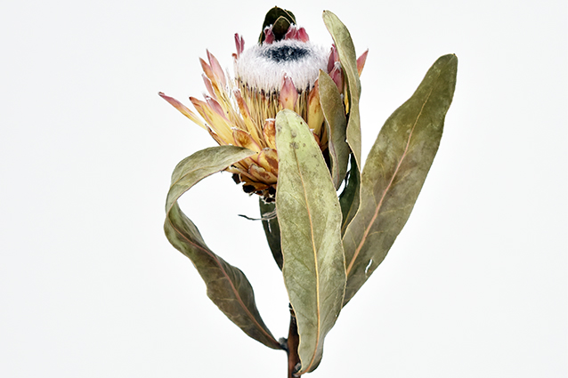 プロテア　スサラ　ナチュラル　17622