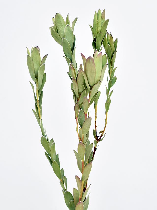 LDディスカラー　スプレー　ナチュラル　17624