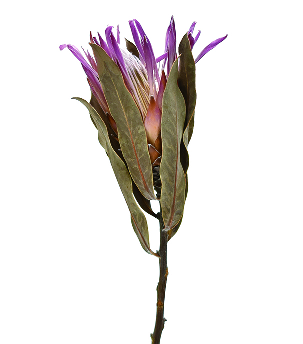 プロテア・ブレンダ　ナチュラル　17631