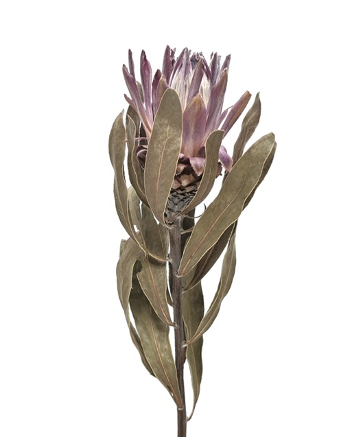 プロテア　ランスロット　ナチュラル　17632