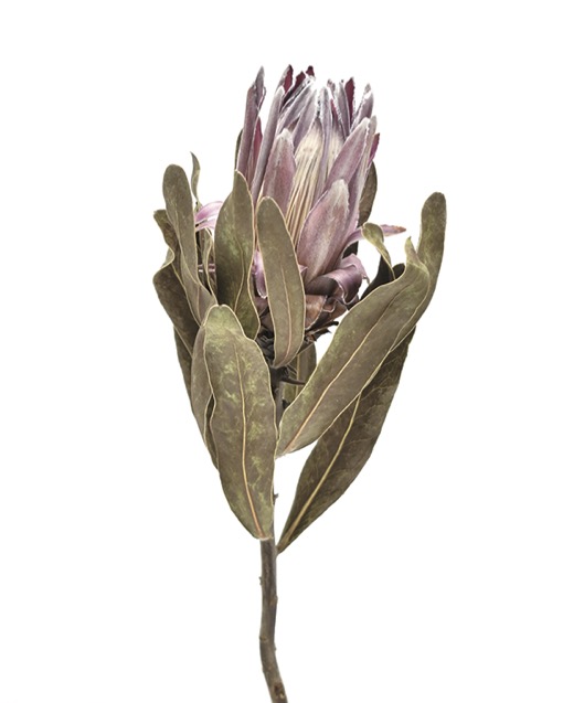 プロテア　ペニーピンク　ナチュラル　17633