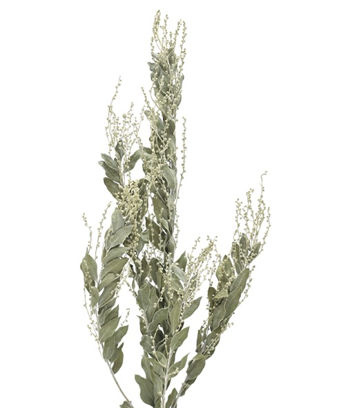 アカシアデニスボーデ　ナチュラル　17634