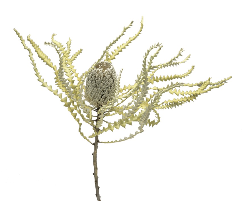 バンクシア・スペシオーサフラワー　ナチュラル　17635