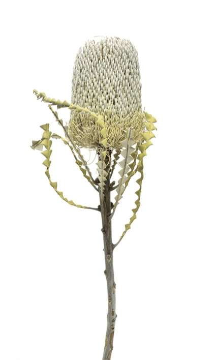 バンクシア・スペシオーサフラワー　ナチュラル　17636