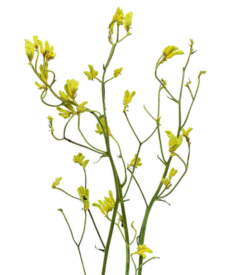 カンガルーポー　ナチュラルイエロー　17654