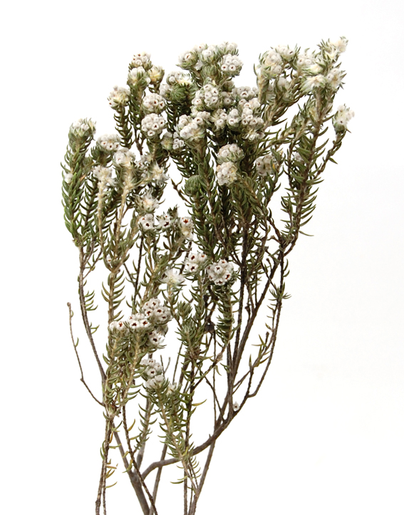 ワイルドコットンフラワー ドライフラワー卸売り販売の