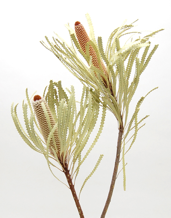 バンクシア・フーケリアーナ