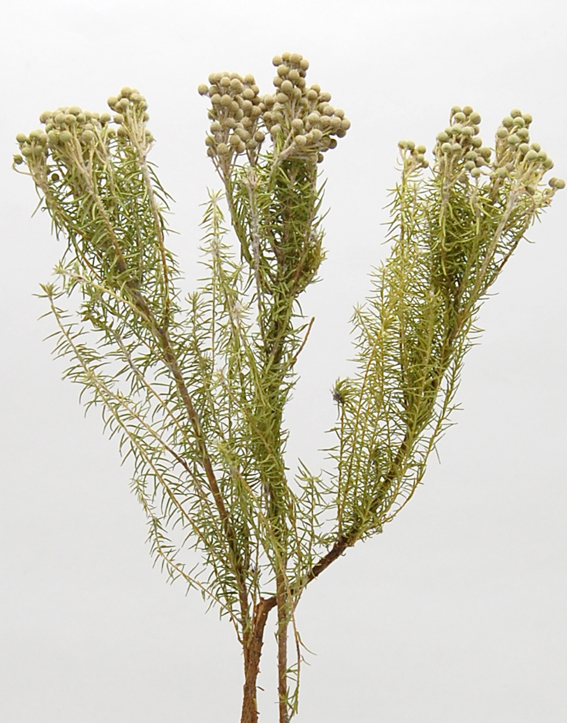 バーゼリア・ドライ