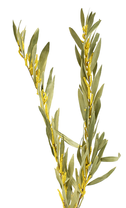 ミモザ・ゴールデンロッド  ナチュラル