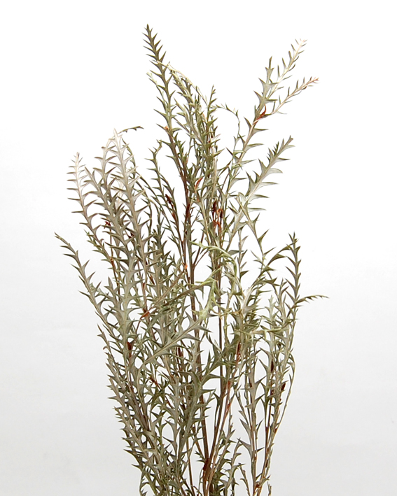 ドライフラワー ❇️グレビレアアイバンホー❣️ ドライフラワー］グレビレア アイバンホー商品ページ - 土と風の