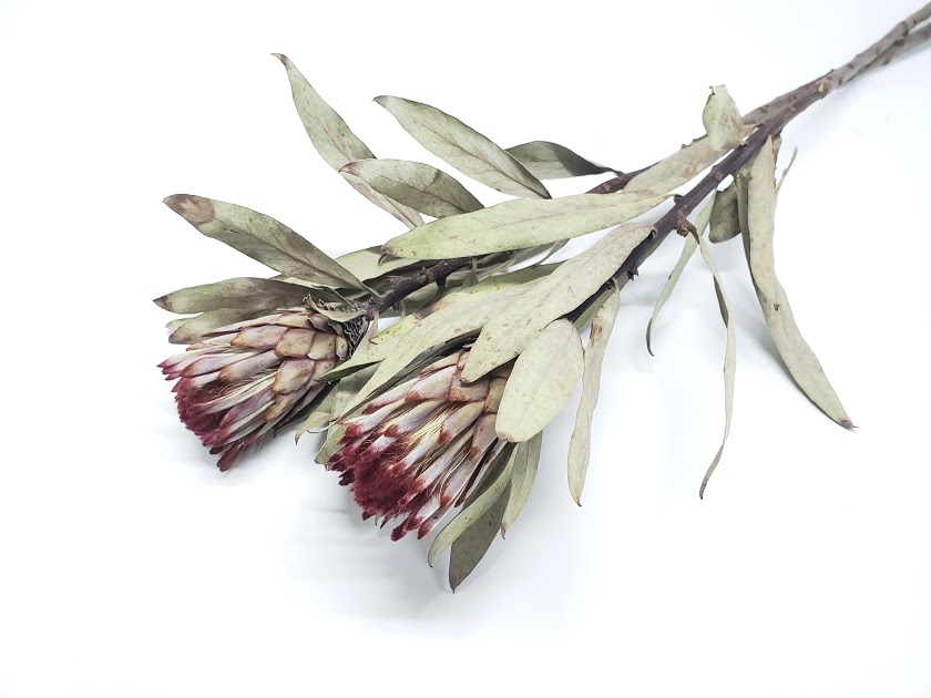 プロテア・ロビン　ナチュラル