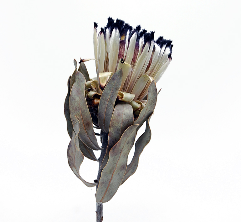 プロテア・ニオベ  ナチュラル