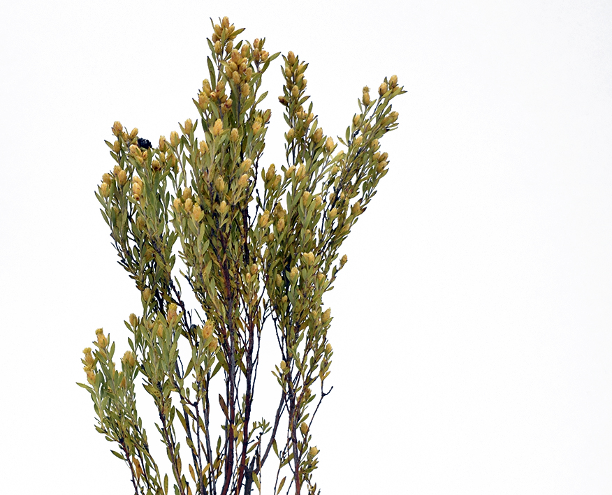 ヤングプルモッサムスプレー　ナチュラル