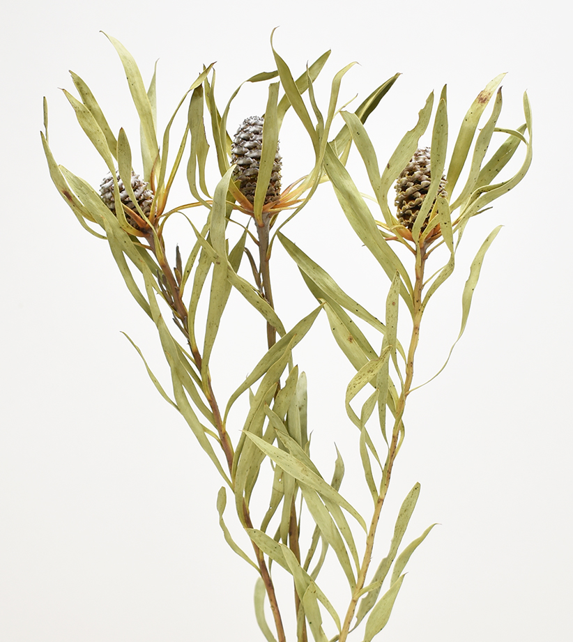 サブロッサム・ステム付き　Ｎ