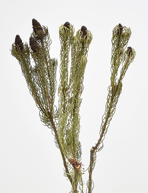 クモーサム　Ｎ