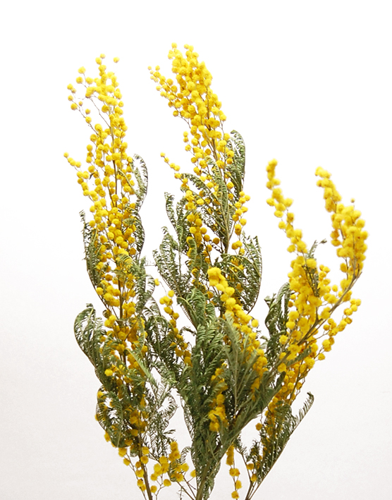ミモザ　アカシア　ナチュラル　17793