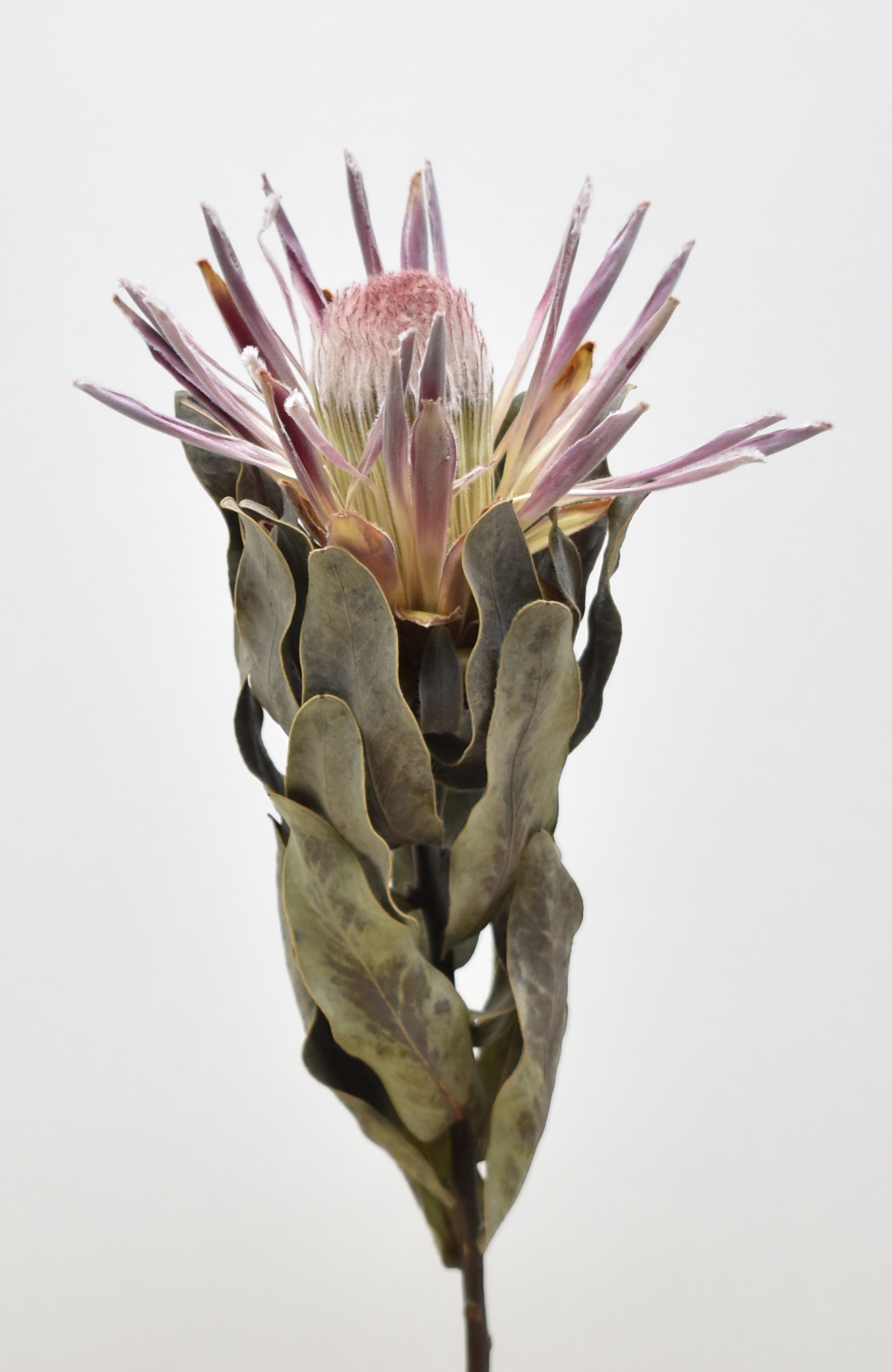 プロテア・カーニバル　ナチュラル　17795