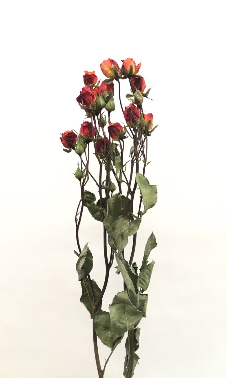 スプレーローズ・オレンジ系