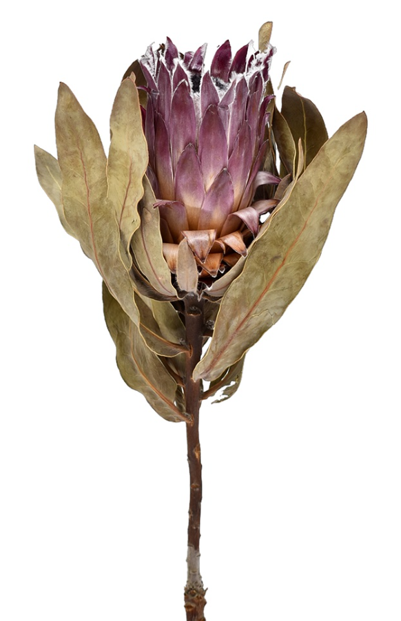 プロテア・シエラ　ナチュラル　18009